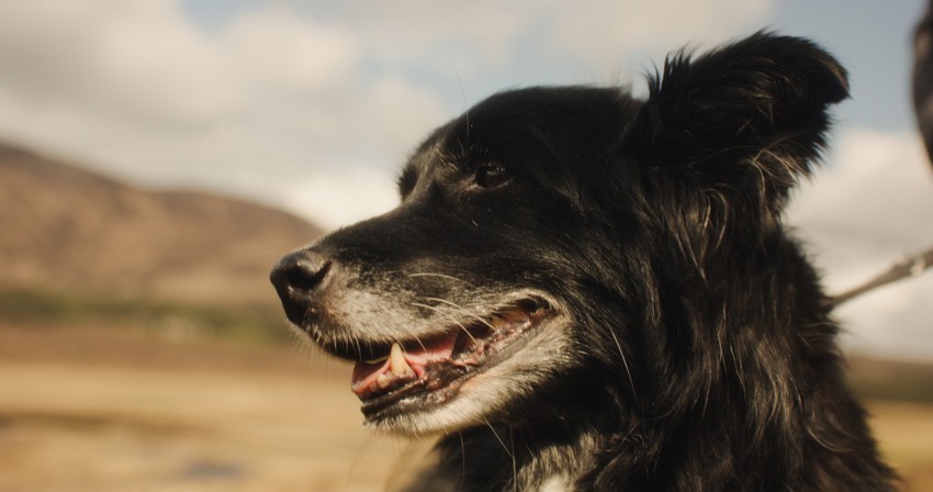 Balmoral Arms Lifestyle00005