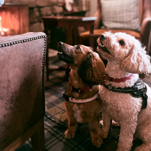 Dog Friendly LF (1)