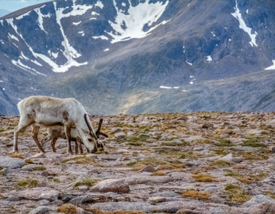 Munros Near Aberdeen ?? ''
