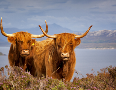 7 Best Honeymoon Destination Ideas in Scotland, UK ?? ''