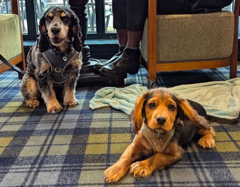 Bailey And Loki And Been Named Crerar Hotels First Ever 'Ambassadogs' Image Crerar Hotels