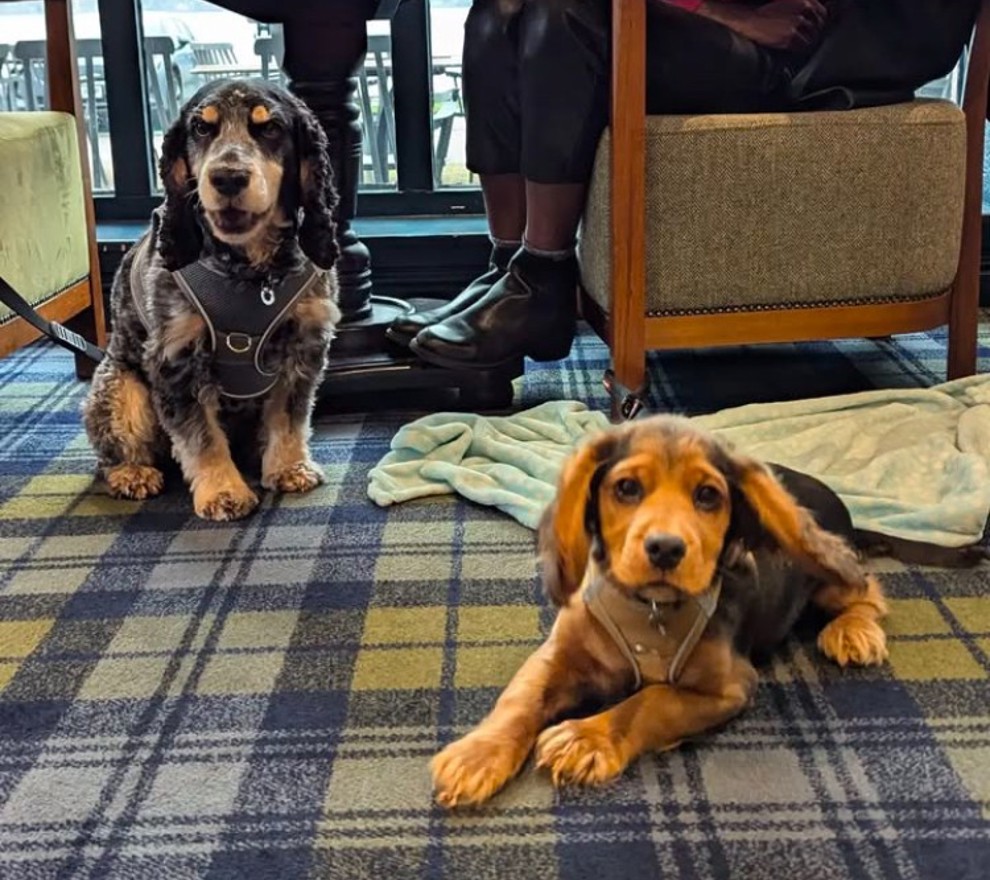Bailey And Loki And Been Named Crerar Hotels First Ever 'Ambassadogs' Image Crerar Hotels