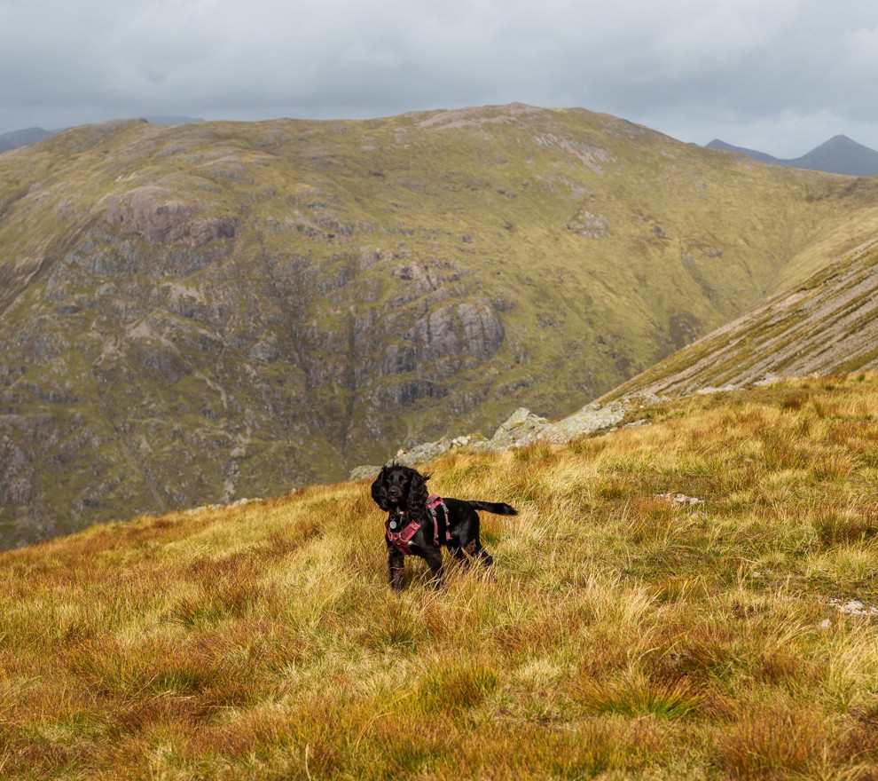 Glencoe Dog (1)
