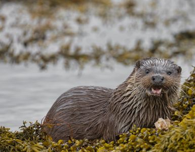 7 Things To Do On Mull In The Rain ?? ''