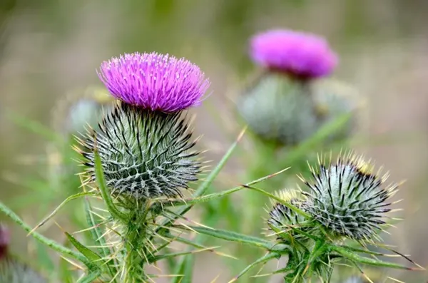 Scottish Thistle
