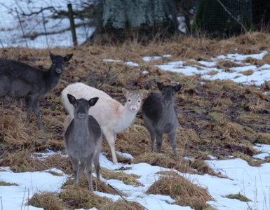 Things To See and Do In Perthshire ?? ''