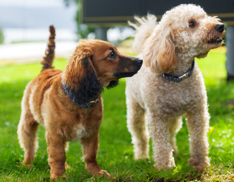 Crerar Hotels Has Launched The Search For Its First Ever 'Ambassadog' (Image Crerar Hotel Group) (2) (1)