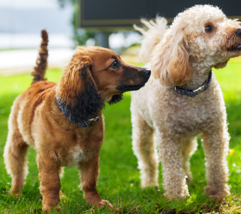 Crerar Hotels Has Launched The Search For Its First Ever 'Ambassadog' (Image Crerar Hotel Group) (2) (1)